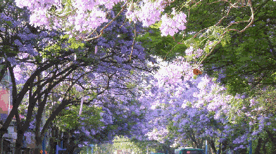 不用羡慕国外！四月起，这座城市变身紫色花海，比澳洲动人，比南非浪漫......