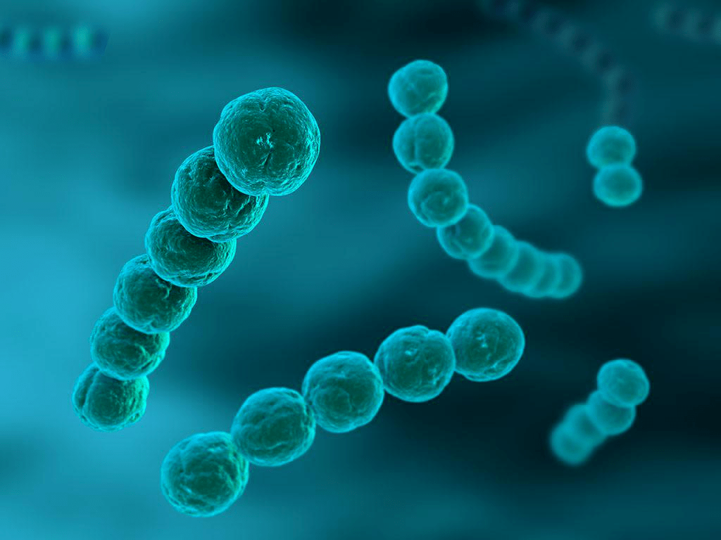 b族链球菌(group b streptococcus, gbs)又称无乳链球菌