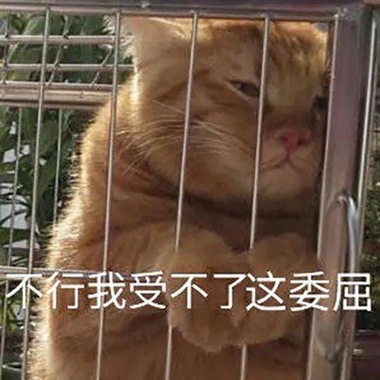 7c7585bf275c4181a603058faad08328.jpeg