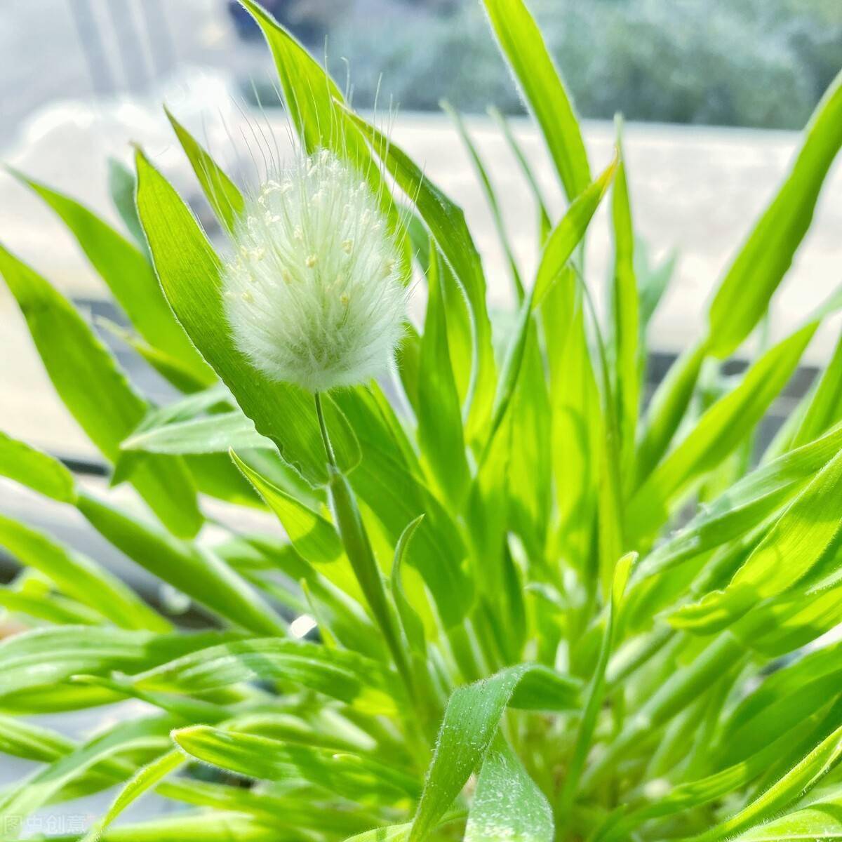 北方地區稍晚一點,5~6月兔尾草會進入盛花期.