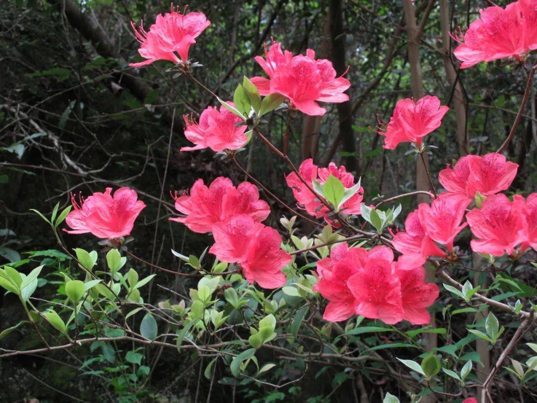 杜鹃花开满山红最美人间四月天