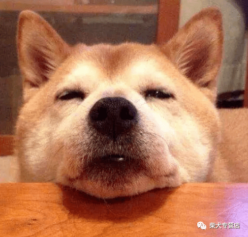 柴犬的脸特别尖 是不是串串 小柴