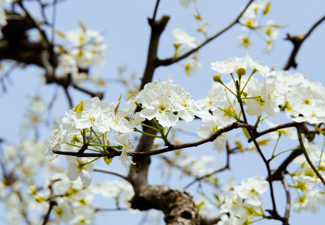 春在梨花这样的意境令人陶醉"梨花一枝春带雨"淡泊素雅柔情美,洁白