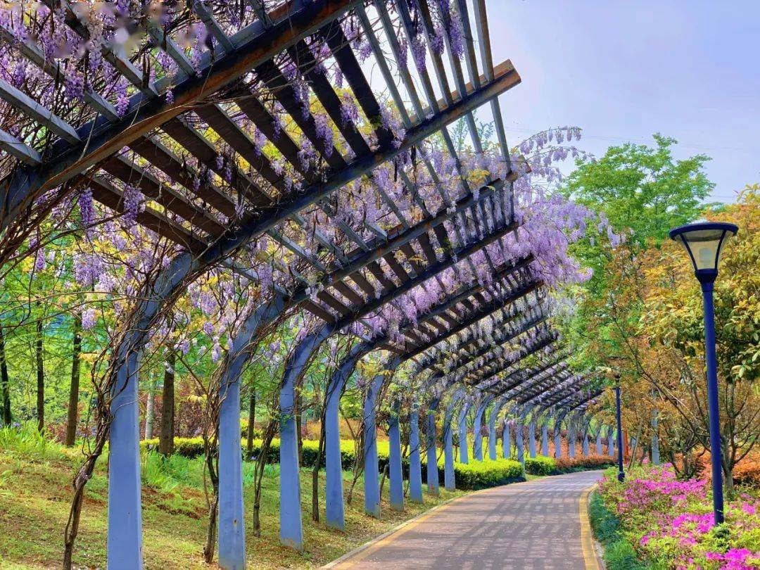 这个地方,你肯定没去过~_紫藤