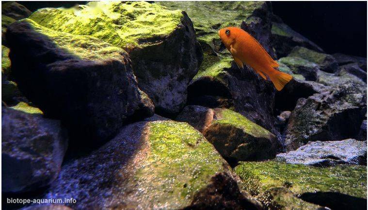 经典造景赏析马拉维湖利科马岛的岩石栖息地