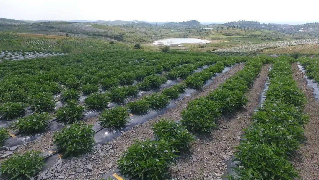 最高赔付3000元亩石林农户吃下人参果保险定心丸