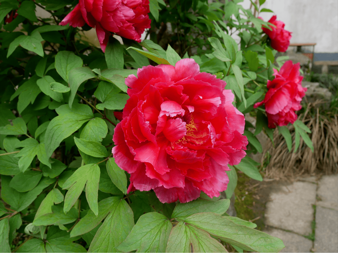 牡丹花一年开几次花期多长 7b2f572e714e4ba096583c9c2ddff2af.png
