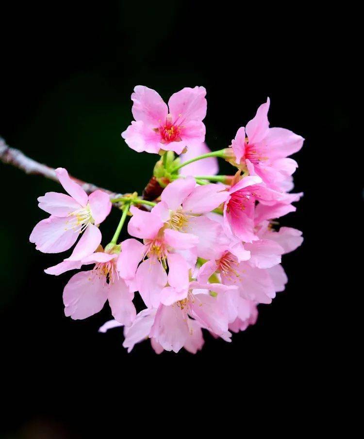 花开三月简谱_三月桃花心中开简谱(2)