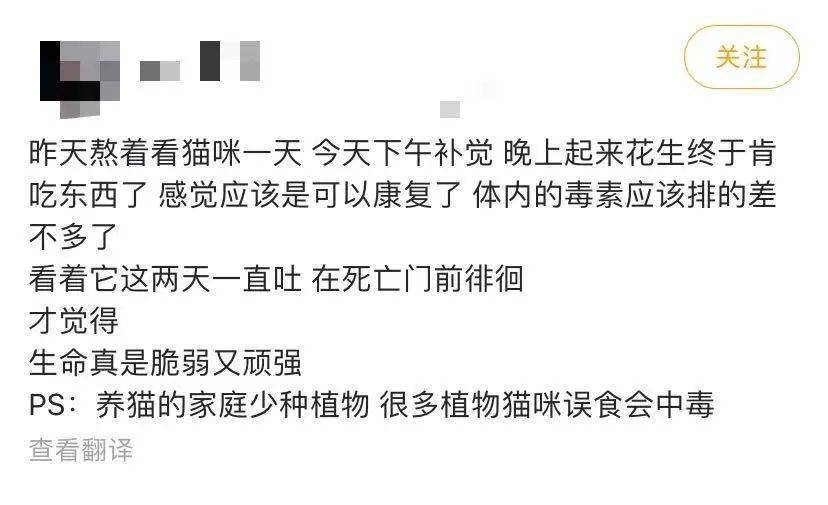 猫咪坟前长出彼岸花,主人感动落泪,却被告知这正是杀猫的凶手!_养猫