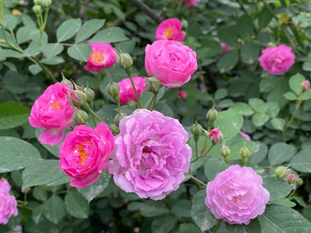 惊艳 峨眉周边这个公园蔷薇花开成海 快去拍照打卡 嘉州