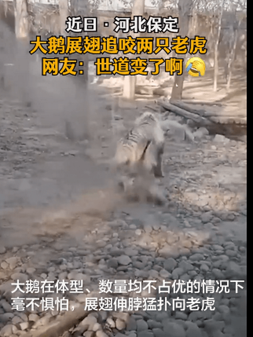 梦境解析，巨蟒吞噬与追逐的深层含义——探索潜意识的恐惧与成长