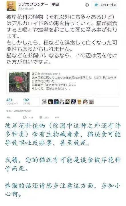 猫咪坟前长出彼岸花,主人感动落泪,却被告知这正是杀猫的凶手!_养猫