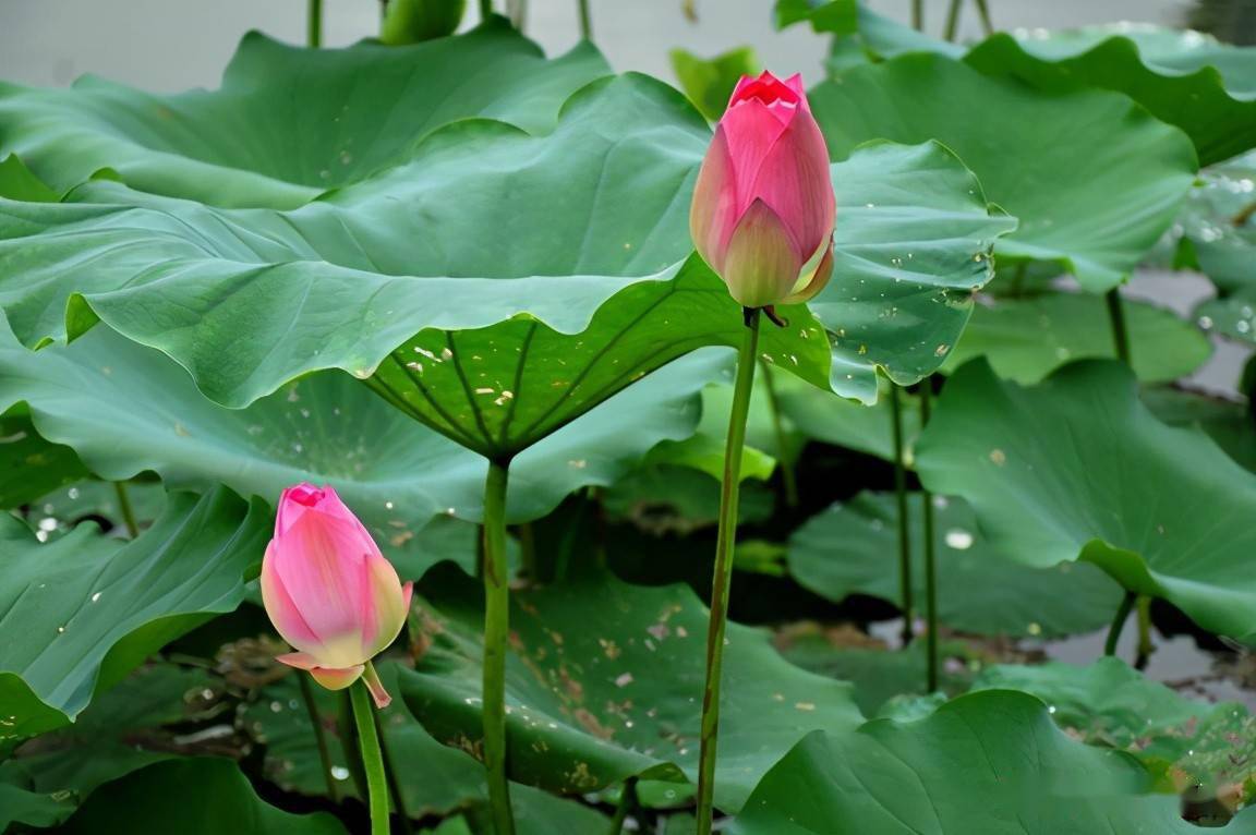 汉字植物课 大语文这样学 把与荷花有关知识及字词诗文一网打尽 芙蕖