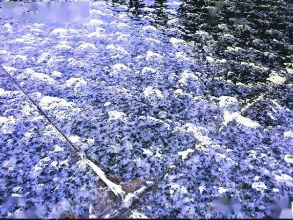 天降 硫磺雨 其实是花粉 贵阳