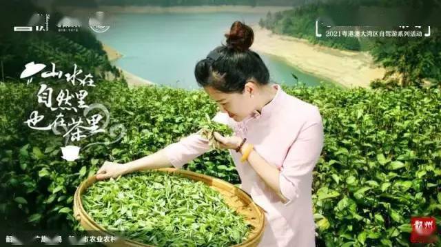 茶香夜雨动态曲谱_茶香夜雨简谱曲谱(2)