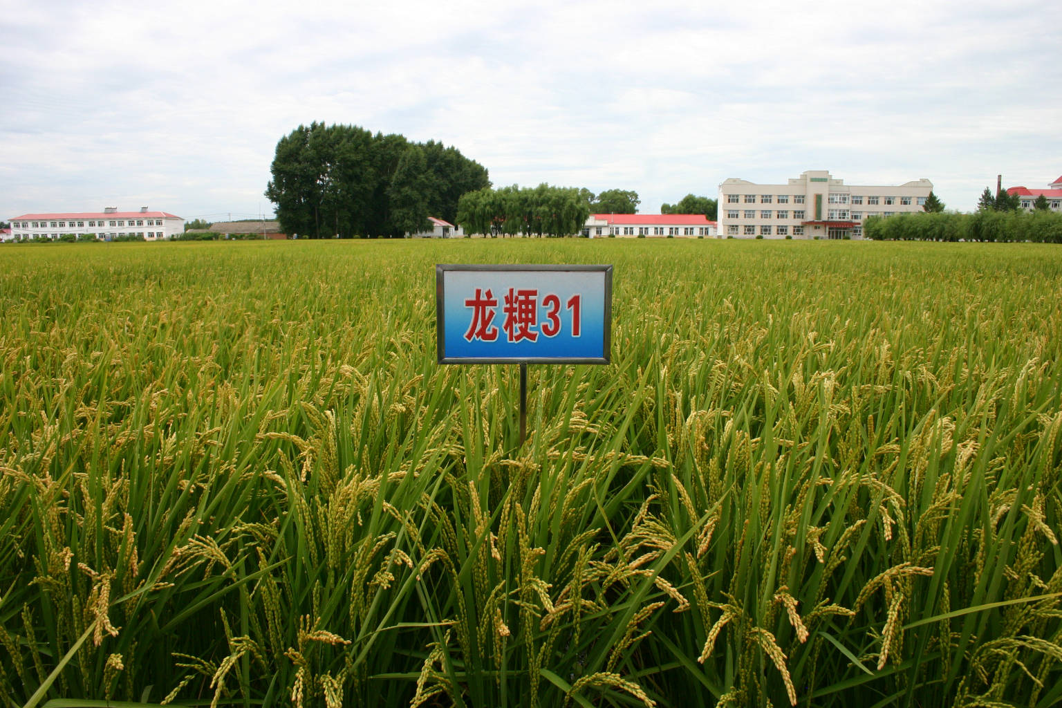 龙粳3040水稻种子简介图片