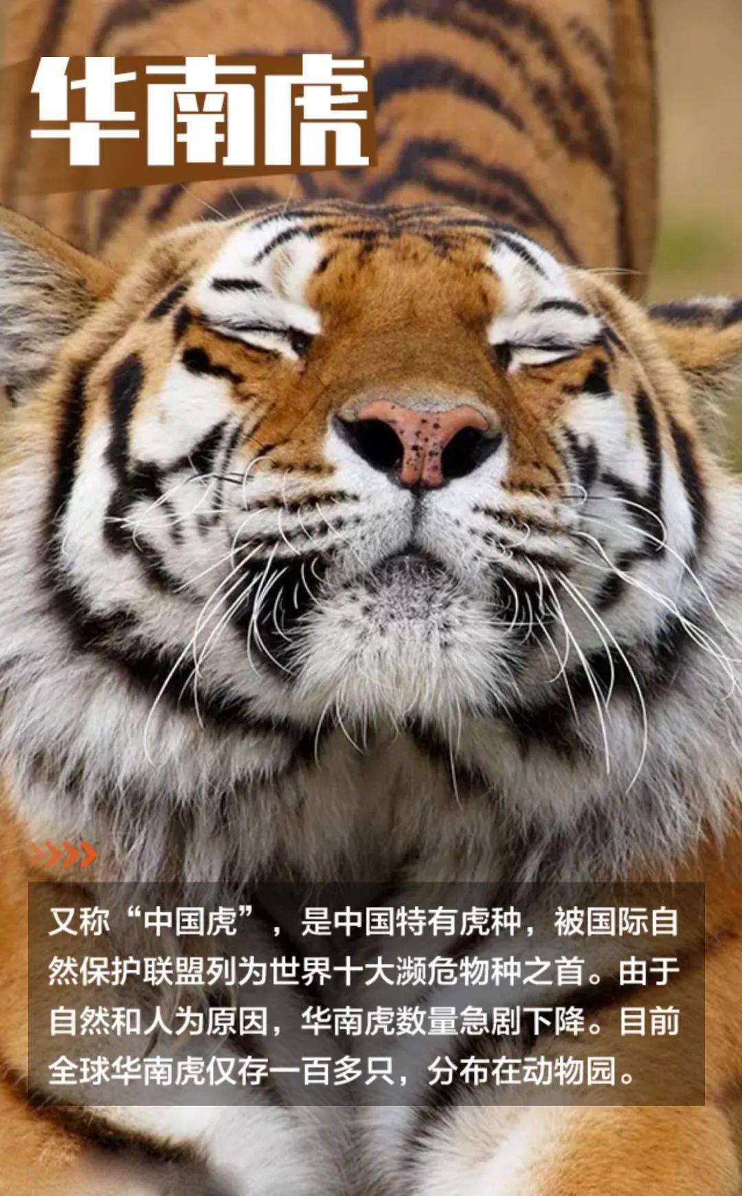 中国十大濒危保护动物图片