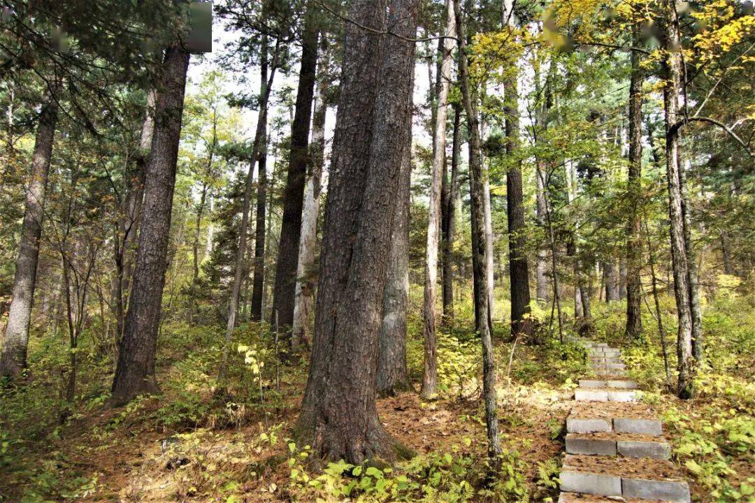 文旅融合生态鹤岗100篇大森林我的最爱