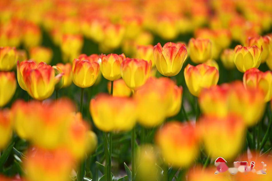 新天水35万盆花仙子与你浪漫相约天水市麦积区第五届郁金香花卉展10日