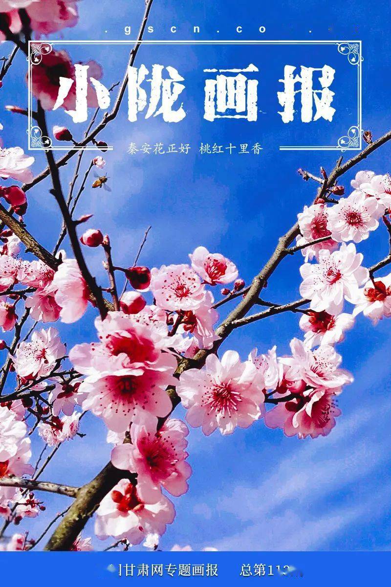 小陇画报113期最美人间四月天灼灼桃花映秦安