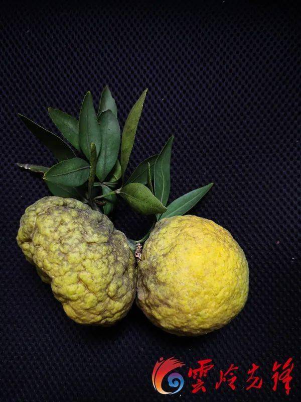 富民枳绝后重生