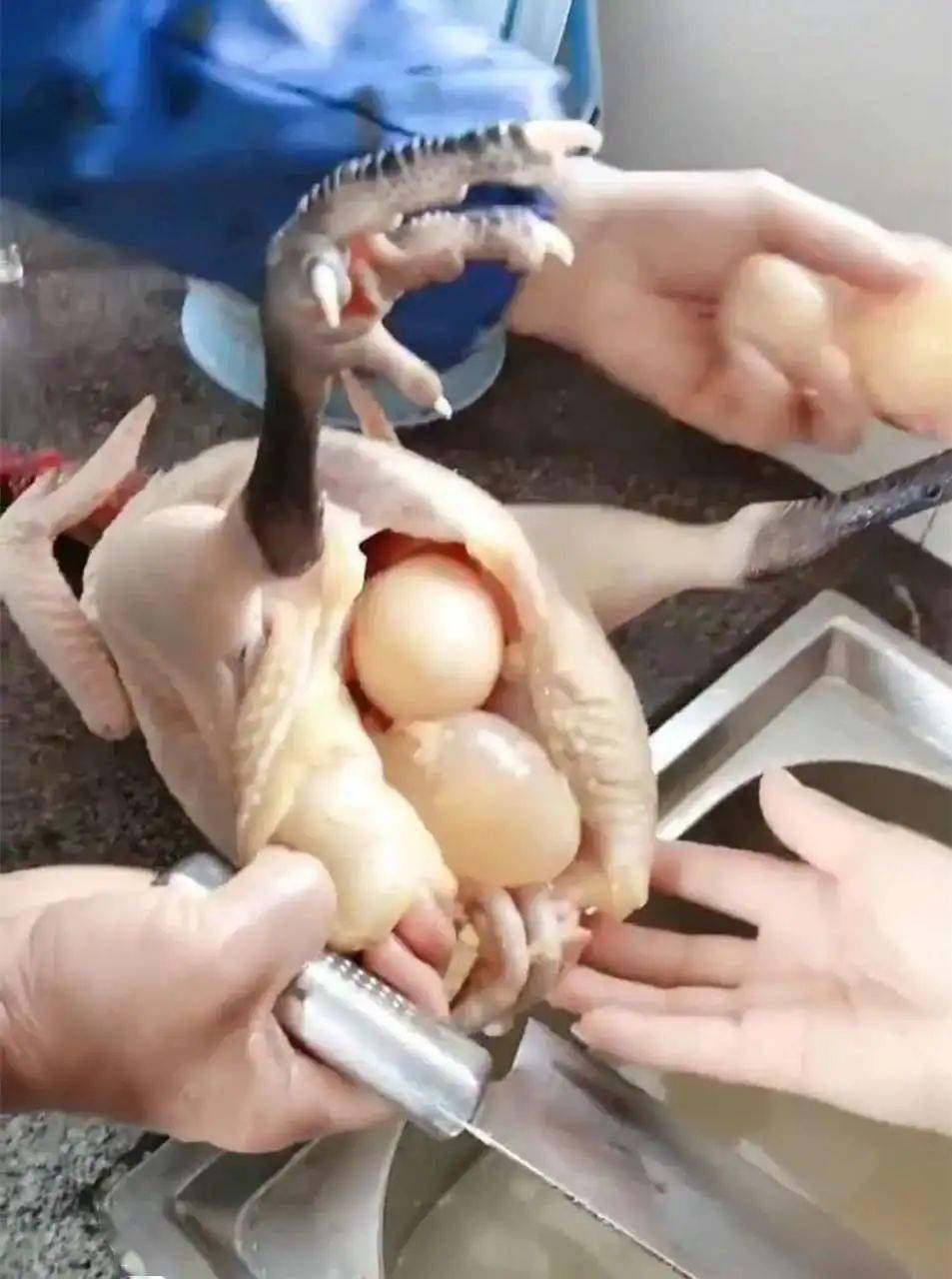 干了件杀鸡取卵的事,养了两年的老母鸡从肚子拿出来五六个鸡蛋