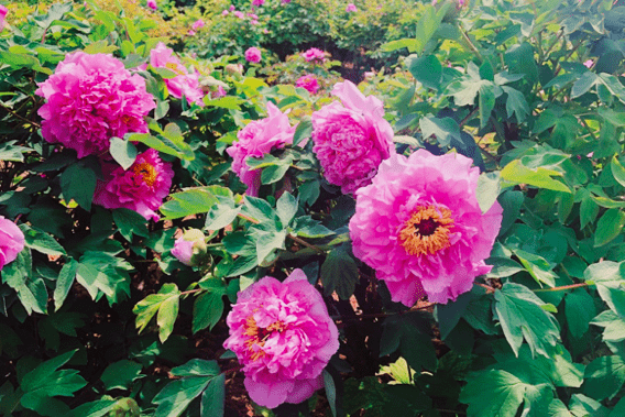 牡丹花的功效是什么 cd78e16ba73941409c79d7962392f650.png