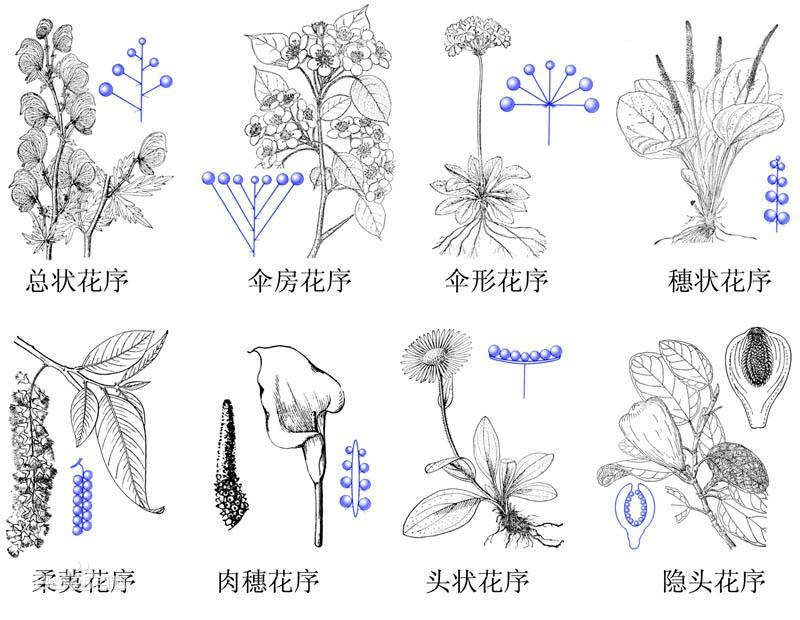 开花顺序沿花轴由外至内或由下至上,无限花序类型的花,通常分有限