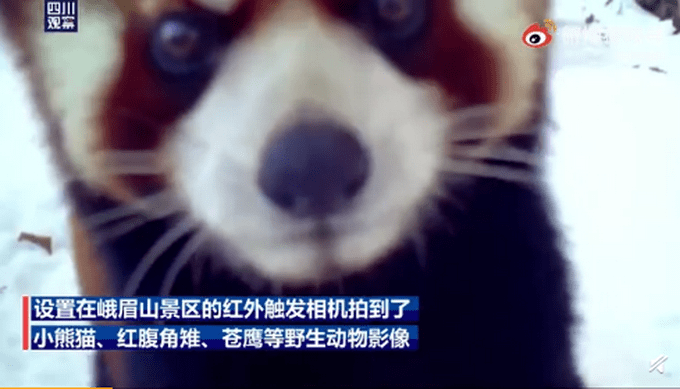 这“怼脸照”绝了！峨眉山金顶首次拍到小熊猫，网友调侃：太有镜头感