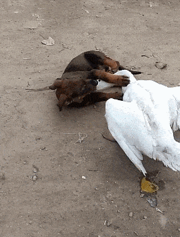 宠物狗哈士奇拉布拉多犬泰迪犬比熊犬