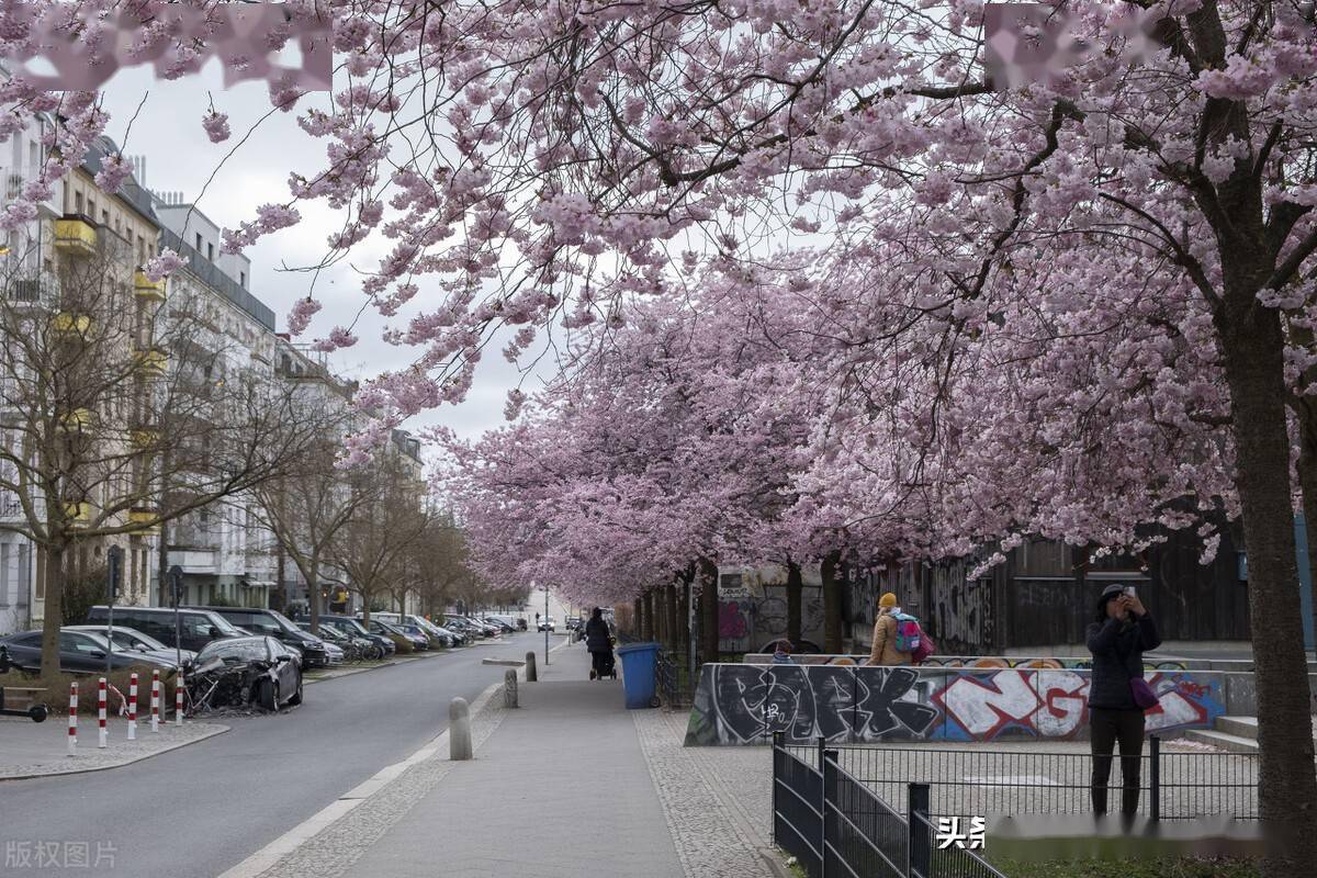 美如画卷德国柏林樱花绽放
