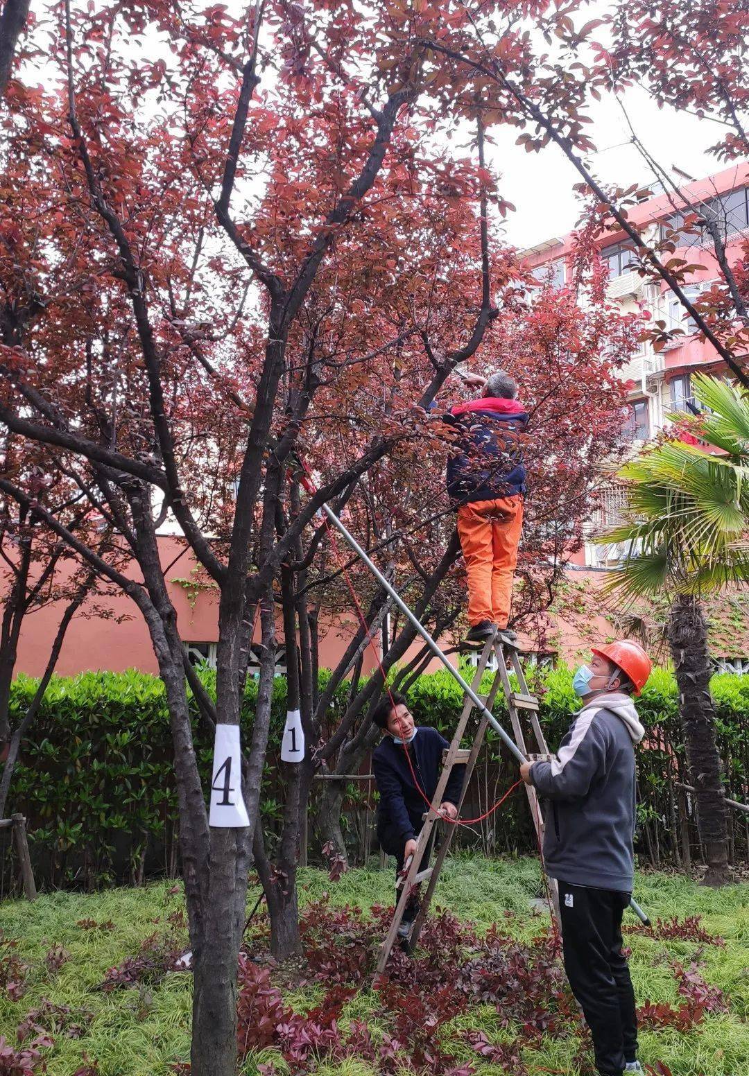 花灌木修剪哪家强?他们在这场竞赛中切磋技能,比学赶超