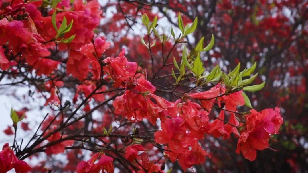 人间四月三明将乐宝台山杜鹃花开成海