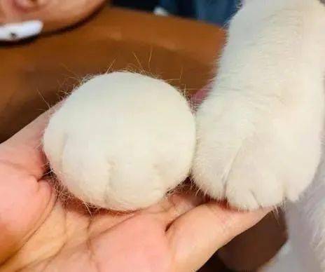 饲主将大白猫掉落的毛发扎成一颗山竹,成品放在喵星人脚旁亮了!