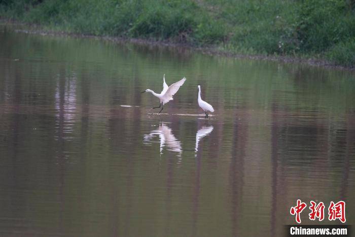 生态环境改善 广西梧州市玫瑰湖湿地公园成白鹭栖息家园