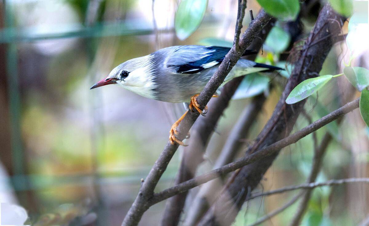 ST中孚一季度预盈1.45亿：9年亏掉61亿