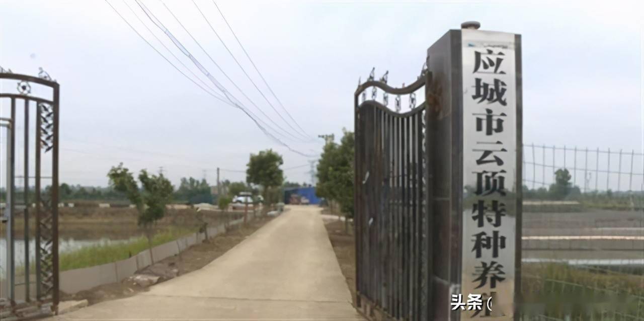 宠物龟排行_何必羡慕国外的宠物龟市场,国内保育类水龟、陆龟都将迎来新转机(2)