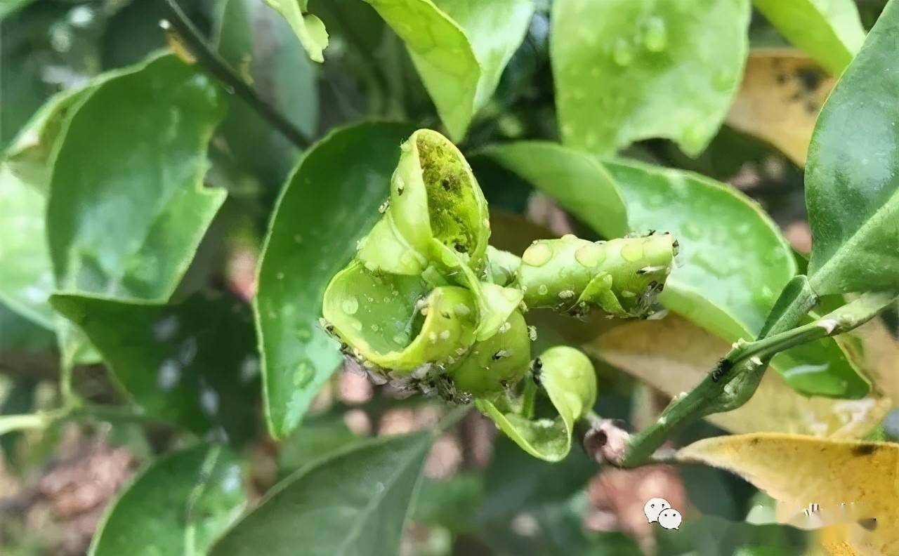 蚜虫密密麻麻用它治保证药到虫除