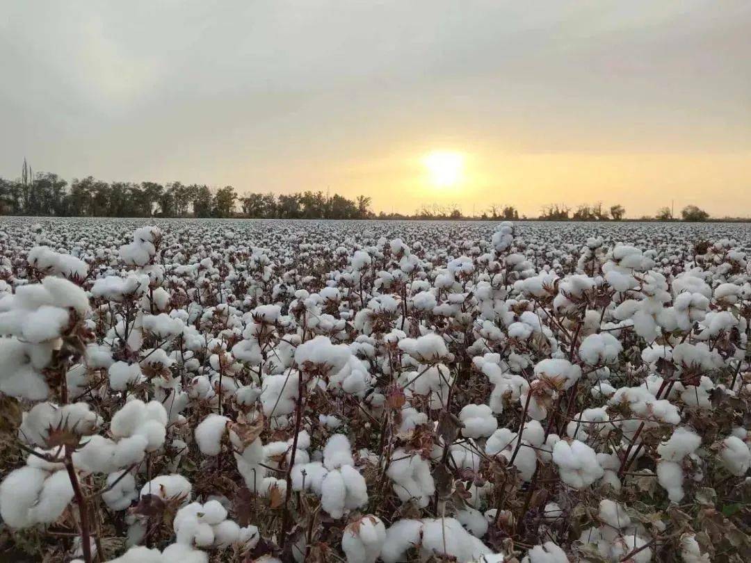 新疆绿洲农业棉花水果图片