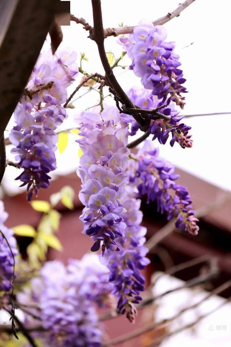 花卉摄影又见一帘幽梦