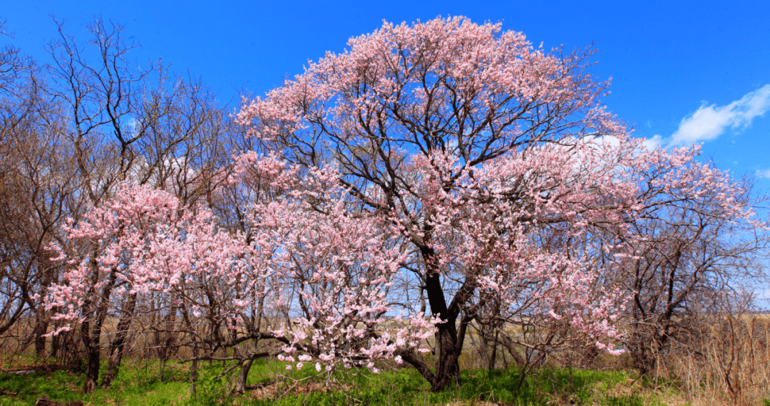 密山市花市鸟市树正式确定 海东