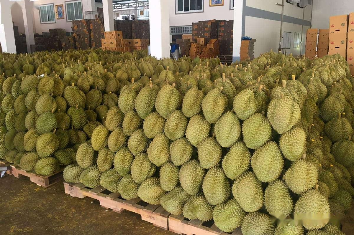 未来5年泰国将成为榴莲第一生产大国预计后期出园价格上涨