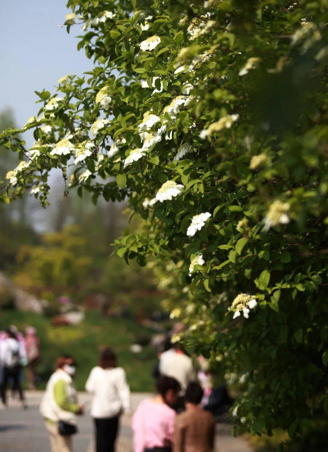 2021扬州琼花花期图片