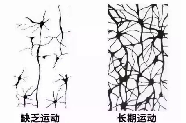 腦科學家洪蘭教授指出:運動會刺激身體分泌多種積極物質,促進神經元的