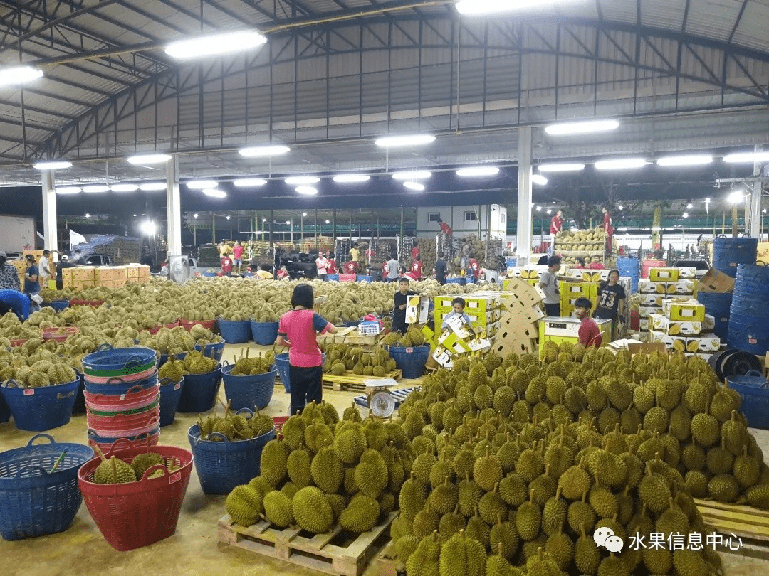 未来5年泰国将成为榴莲第一生产大国预计后期出园价格上涨