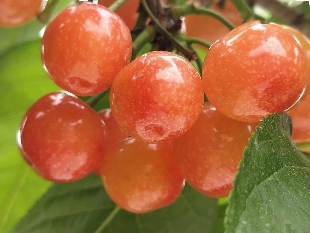 恩桃儿熟了桑泡儿紫了拿上这份乐山4月超全采摘地图出发