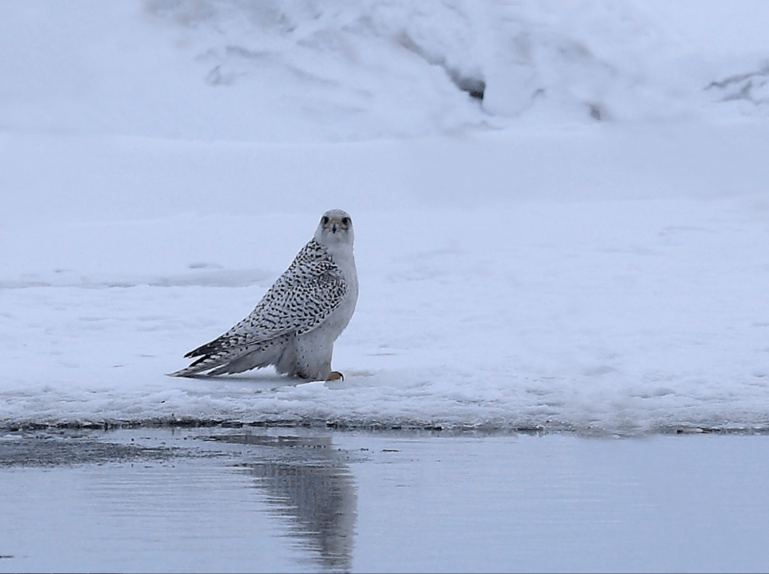 市鸟—海东青杏花,又称杏子,是杏属李亚科植物,其果肉,果仁均可食用.