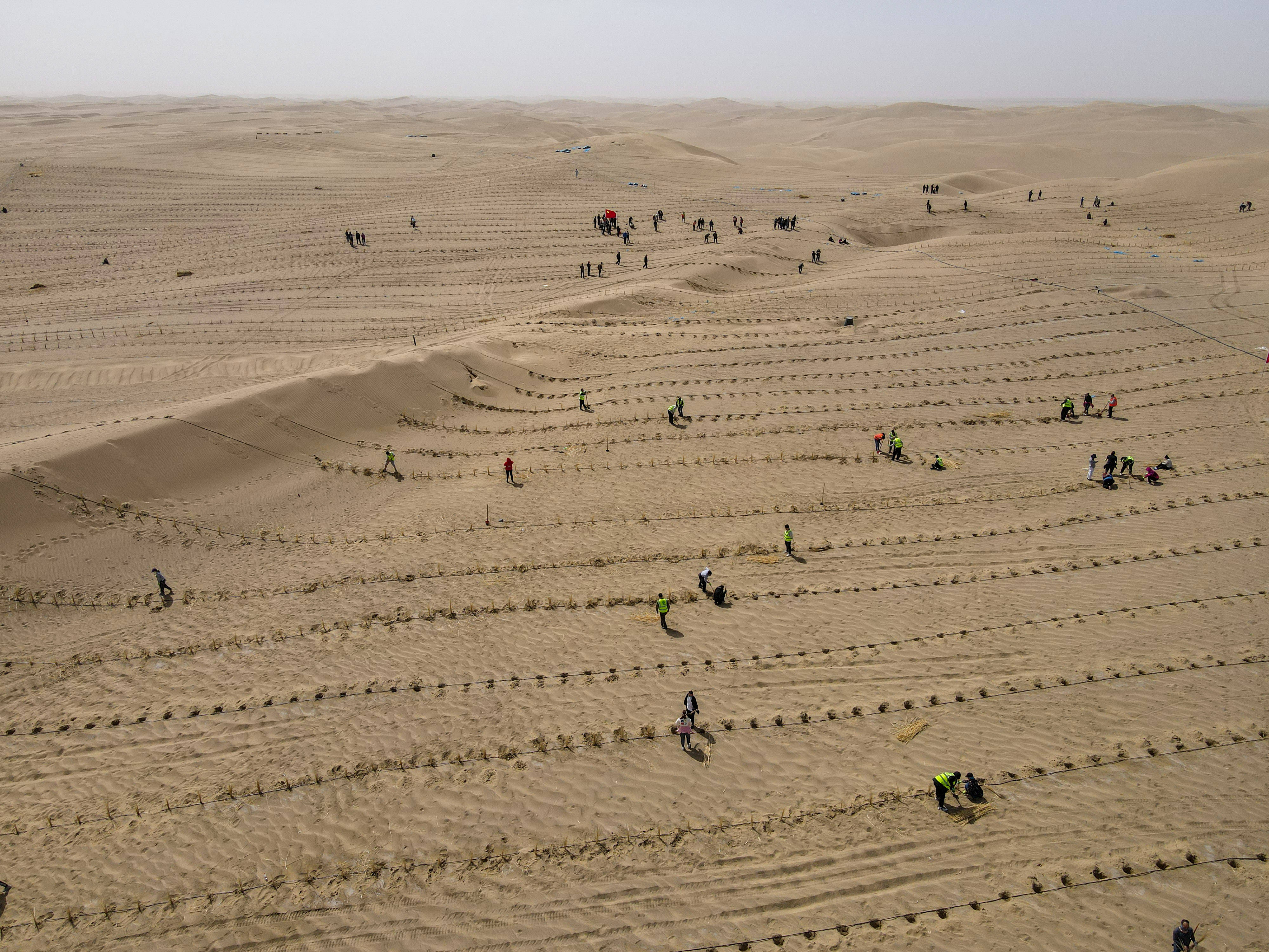 人们在距离新疆且末县城不远处的塔克拉玛干沙漠内植树(3月28日摄,无