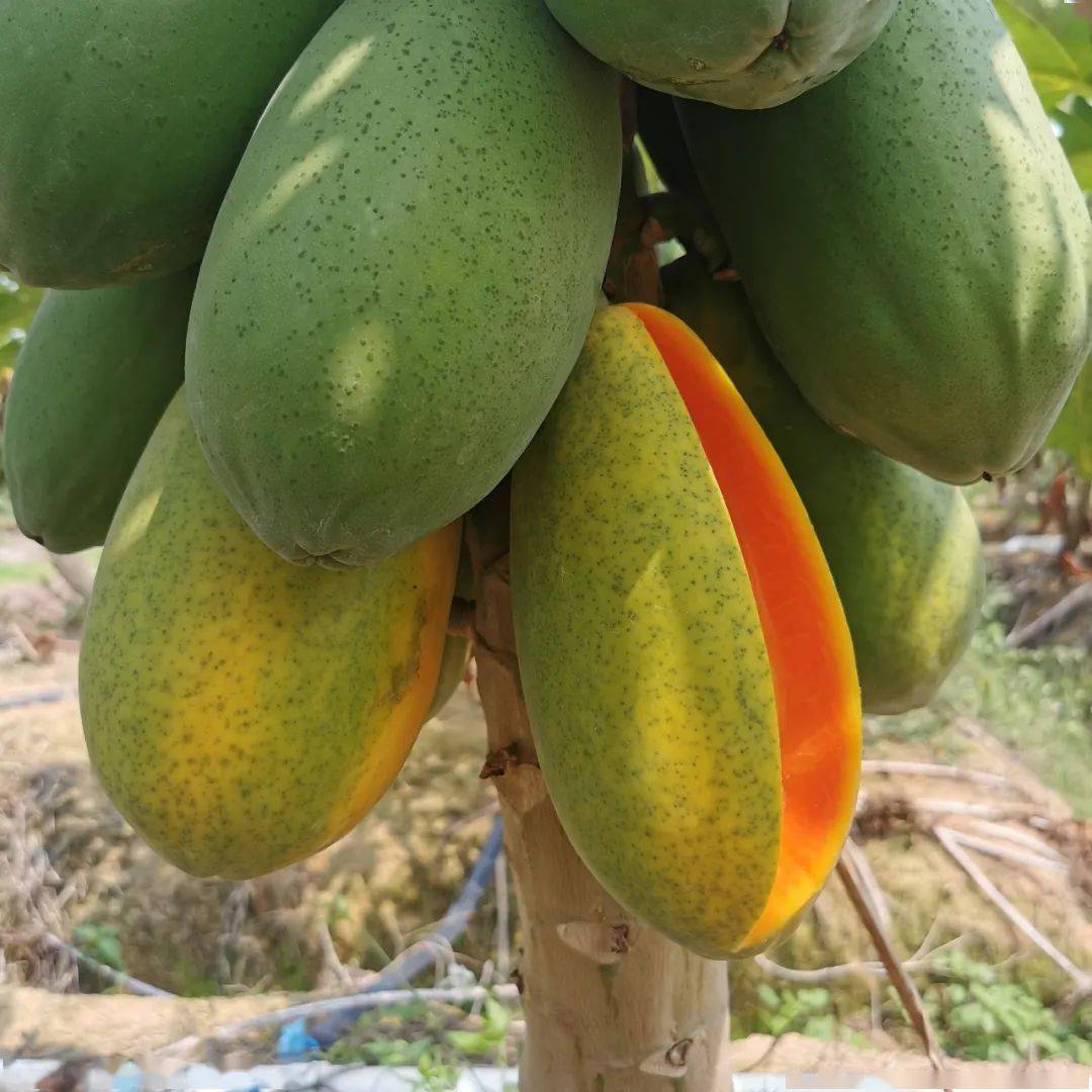 雷州木瓜被低估的水果大咖