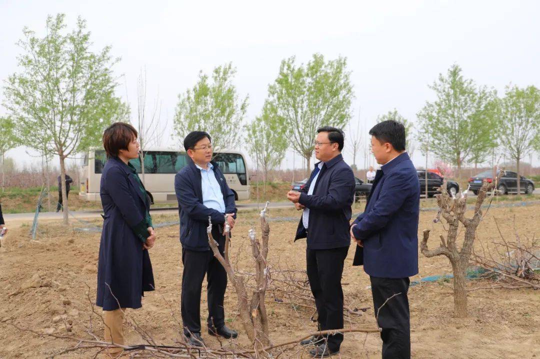 全区沾化冬枣品种改良现场推进会议在下洼镇召开